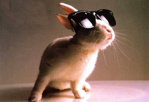 Rabbit with Glasses
